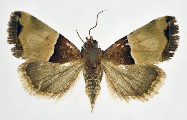 /filer/webapps/moths/media/images/H/hemileuca_Ozarba_A_NHMO.jpg