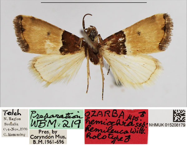 /filer/webapps/moths/media/images/H/hemileuca_Ozarba_HT_NHMUK.jpg