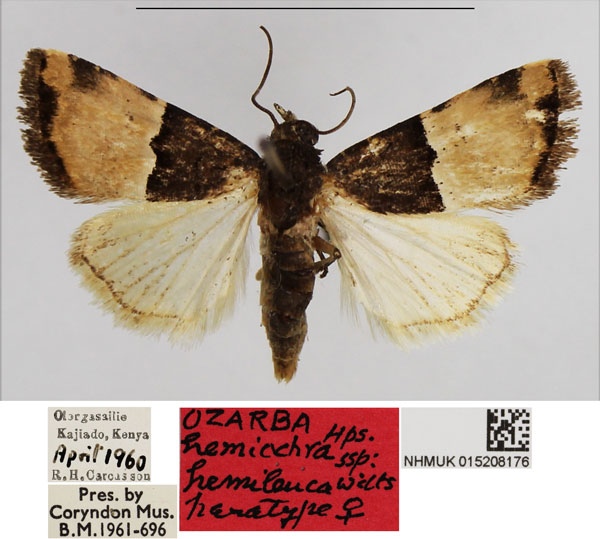 /filer/webapps/moths/media/images/H/hemileuca_Ozarba_PTF_NHMUK.jpg