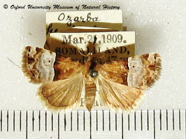 /filer/webapps/moths/media/images/H/hemimelaena_Aconzarba_A_OUMNH_01.jpg