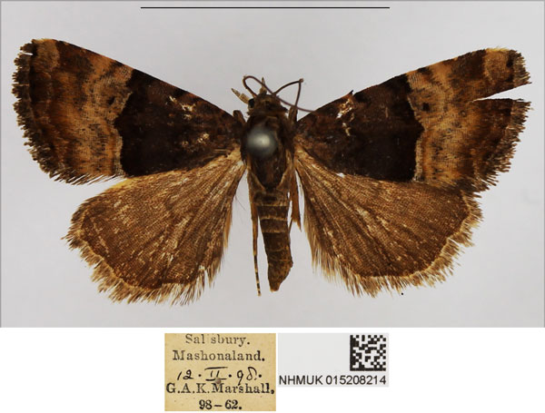 /filer/webapps/moths/media/images/H/hemimelaena_Ozarba_AM_NHMUK.jpg