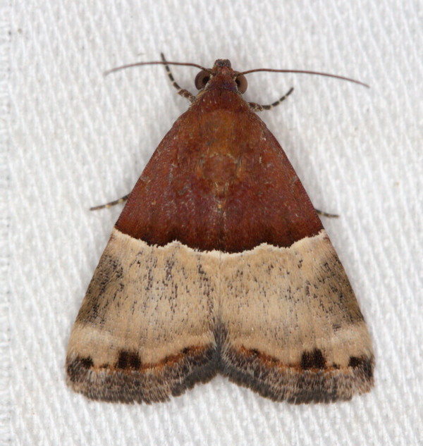 /filer/webapps/moths/media/images/H/hemiochra_Ozarba_A_Heyns_01.jpg