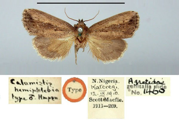 /filer/webapps/moths/media/images/H/hemiphlebia_Busseola_HT_BMNH.jpg