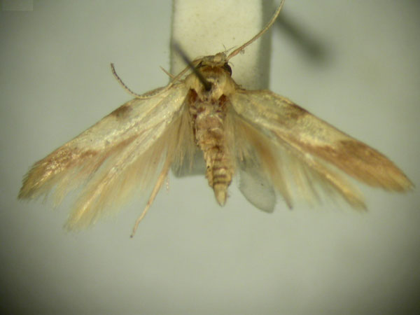 /filer/webapps/moths/media/images/H/hemiplecta_Stathmopoda_HT2561_TMSA_01.jpg