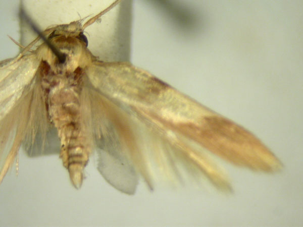 /filer/webapps/moths/media/images/H/hemiplecta_Stathmopoda_HT2561_TMSA_02.jpg