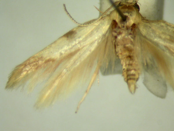 /filer/webapps/moths/media/images/H/hemiplecta_Stathmopoda_HT2561_TMSA_03.jpg