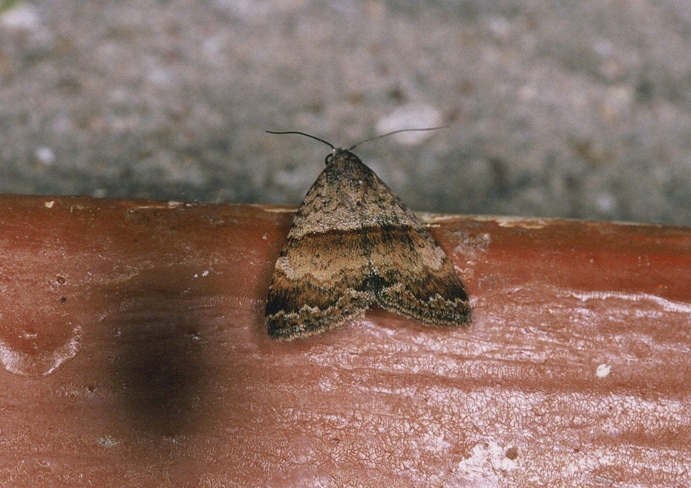 /filer/webapps/moths/media/images/H/hemipolia_Ozarba_A_Roland_15.jpeg