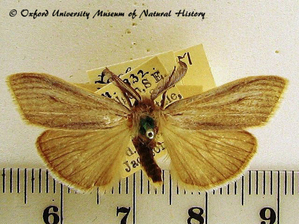 /filer/webapps/moths/media/images/H/hemippa_Casama_A_OUMNH_01.jpg