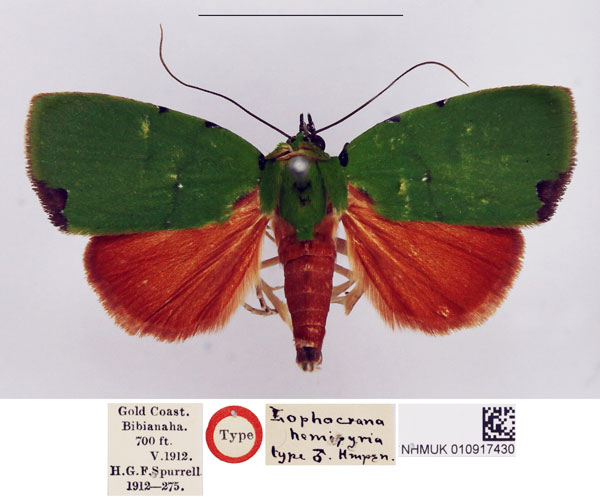/filer/webapps/moths/media/images/H/hemipyria_Lophocrama_HT_NHMUK.jpg
