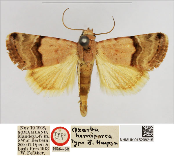 /filer/webapps/moths/media/images/H/hemisarca_Ozarba_HT_NHMUK.jpg