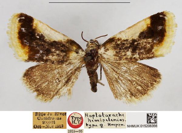 /filer/webapps/moths/media/images/H/hemiselenias_Hoplotarache_ST_NHMUK.jpg
