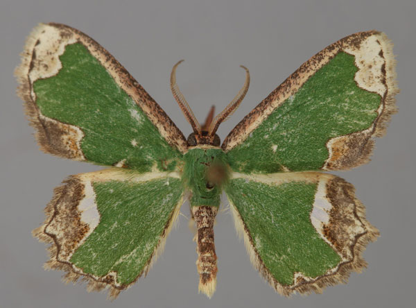 /filer/webapps/moths/media/images/H/hemistrigata_Archichlora_A_ZSM_01.jpg