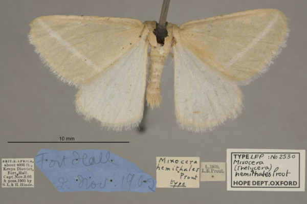 /filer/webapps/moths/media/images/H/hemithales_Thelycera_HTM_OUMNHa_01.jpg