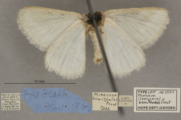 /filer/webapps/moths/media/images/H/hemithales_Thelycera_HTM_OUMNHb_01.jpg