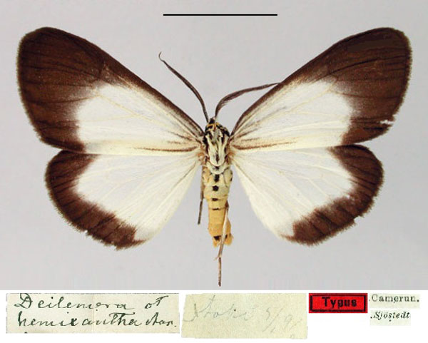 /filer/webapps/moths/media/images/H/hemixantha_Deilemera_HT_SNHM.jpg