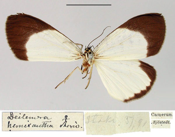 /filer/webapps/moths/media/images/H/hemixantha_Deilemera_PT_SNHM.jpg