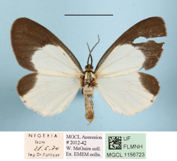 /filer/webapps/moths/media/images/H/hemixantha_Nyctemera_AF_MGCLa_02.JPG