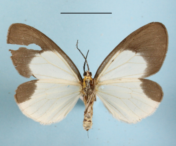 /filer/webapps/moths/media/images/H/hemixantha_Nyctemera_AF_MGCLb_02.JPG