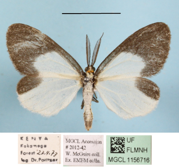 /filer/webapps/moths/media/images/H/hemixantha_Nyctemera_AM_MGCL_03.JPG