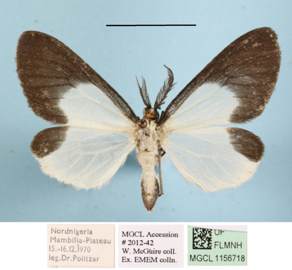 /filer/webapps/moths/media/images/H/hemixantha_Nyctemera_AM_MGCLa_01.JPG