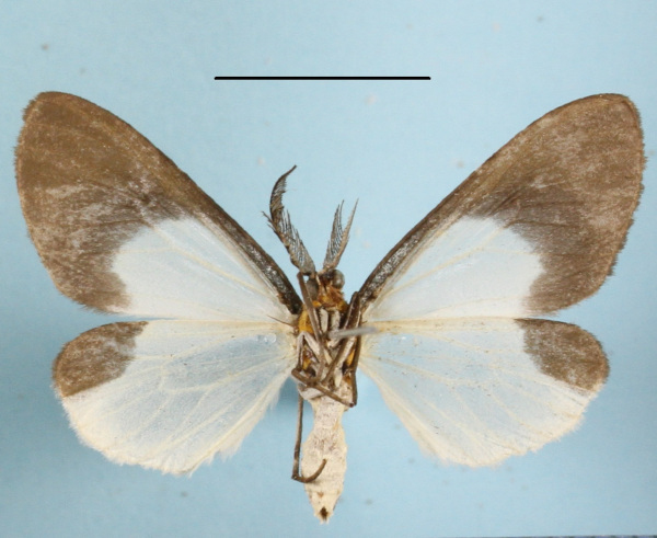 /filer/webapps/moths/media/images/H/hemixantha_Nyctemera_AM_MGCLb_01.JPG