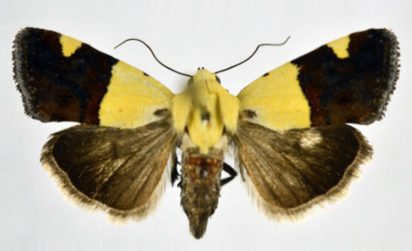 /filer/webapps/moths/media/images/H/hemixanthia_Acontia_AF_NHMO.jpg