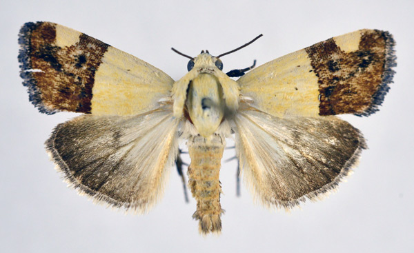 /filer/webapps/moths/media/images/H/hemixanthia_Acontia_AM_NHMO.jpg