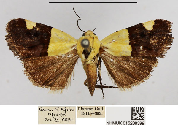 /filer/webapps/moths/media/images/H/hemixanthia_Emmelia_AM_NHMUK.jpg