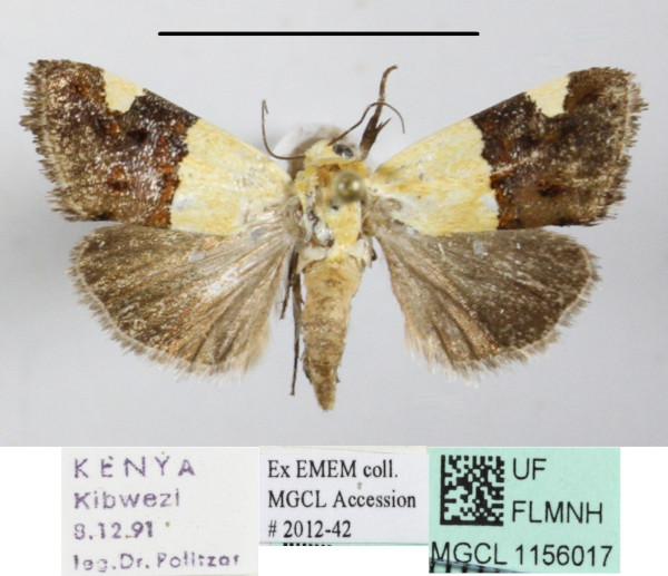 /filer/webapps/moths/media/images/H/hemixanthia_Emmelia_A_MGCLa_01.JPG