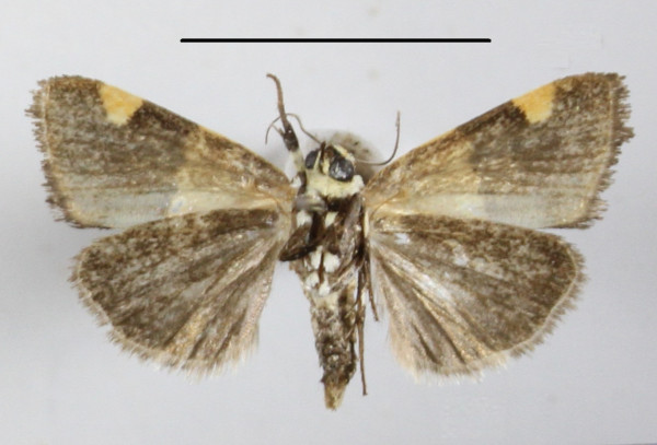 /filer/webapps/moths/media/images/H/hemixanthia_Emmelia_A_MGCLb_01.JPG