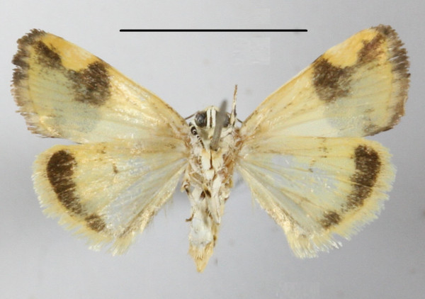 /filer/webapps/moths/media/images/H/hemixanthia_Emmelia_A_MGCLb_02.JPG