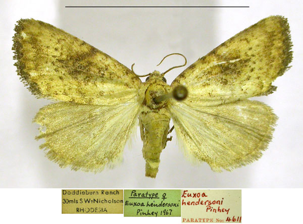 /filer/webapps/moths/media/images/H/hendersoni_Euxoa_PTF_TMSA.jpg
