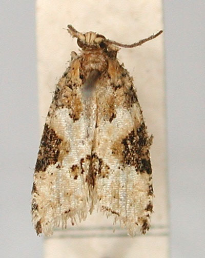 /filer/webapps/moths/media/images/H/hendrickxi_Cosmetra_HT_RMCA_01.jpg