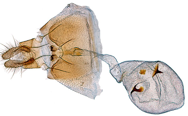 /filer/webapps/moths/media/images/H/hendrickxi_Megaherpystis_GF_RMCA.jpg