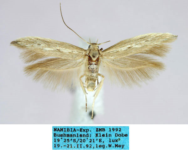 /filer/webapps/moths/media/images/H/heniaeguttella_Scythris_HT_ZMHB_843D6D1.jpg