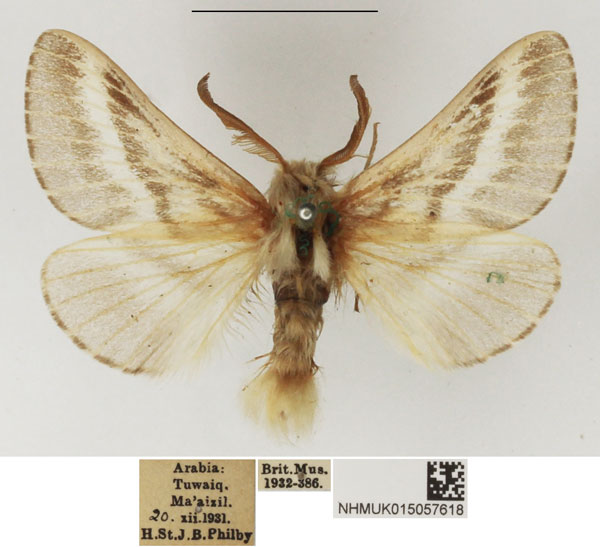 /filer/webapps/moths/media/images/H/henkei_Eriogaster_AM_NHMUK_01.jpg