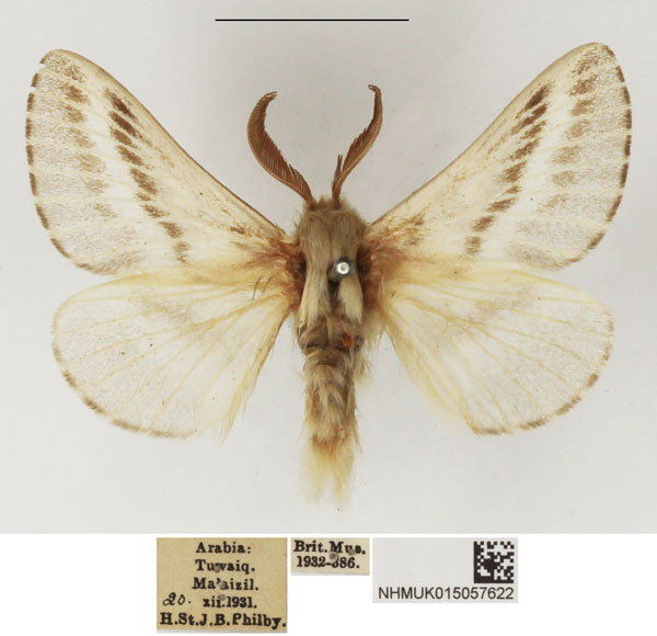/filer/webapps/moths/media/images/H/henkei_Eriogaster_AM_NHMUK_02.jpg