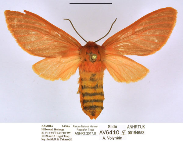 /filer/webapps/moths/media/images/H/henrardi_Metarctia_AF_ANHRT.jpg