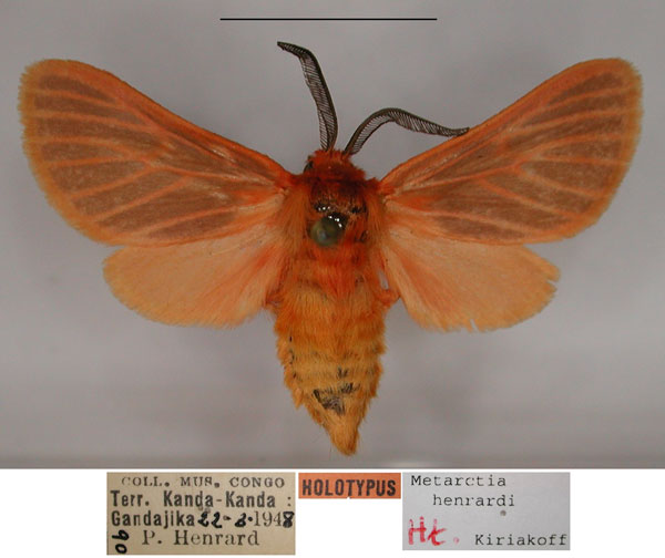 /filer/webapps/moths/media/images/H/henrardi_Metarctia_HT_RMCA_01.JPG