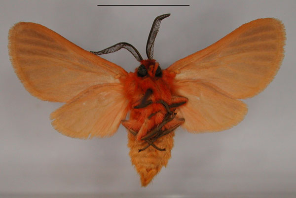 /filer/webapps/moths/media/images/H/henrardi_Metarctia_HT_RMCA_02.jpg