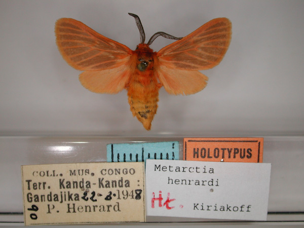 /filer/webapps/moths/media/images/H/henrardi_Metarctia_HT_RM_01.jpg