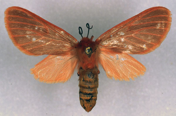 /filer/webapps/moths/media/images/H/henrardi_Metarctia_PT_RMCA_01_UyAKC09.jpg