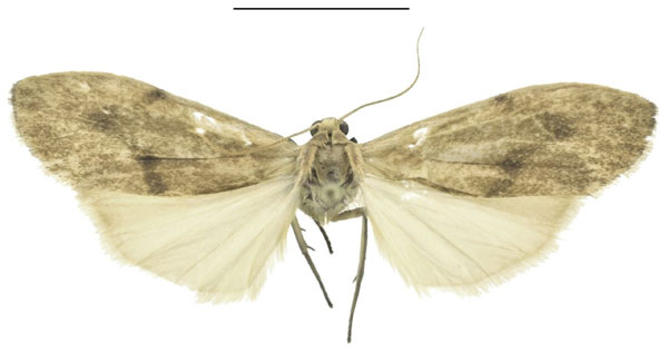 /filer/webapps/moths/media/images/H/henricus_Archithosia_HT_MSNS.jpg