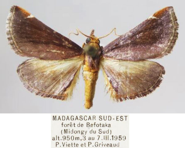 /filer/webapps/moths/media/images/H/hepaticalis_Prosaris_AM_MNHN.jpg