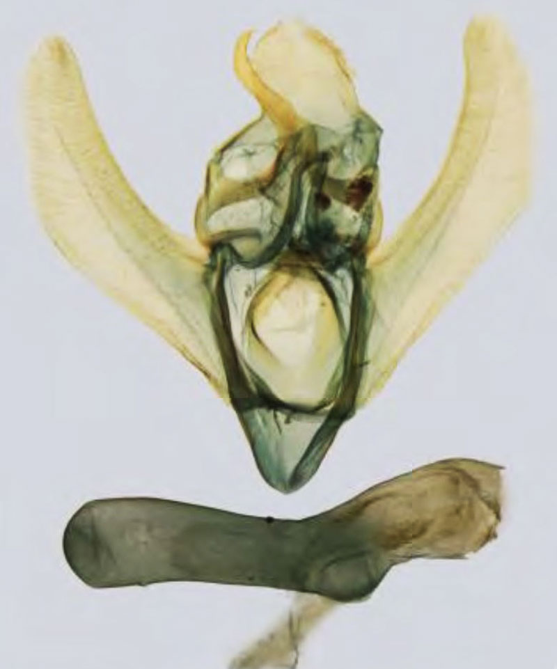 /filer/webapps/moths/media/images/H/hepaticalis_Prosaris_GM_MNHN.jpg