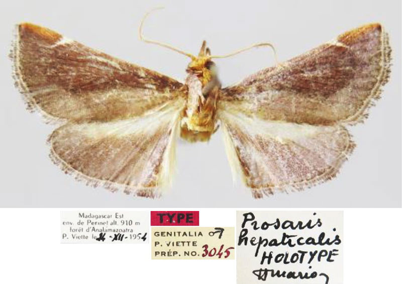 /filer/webapps/moths/media/images/H/hepaticalis_Prosaris_HT_MNHN.jpg