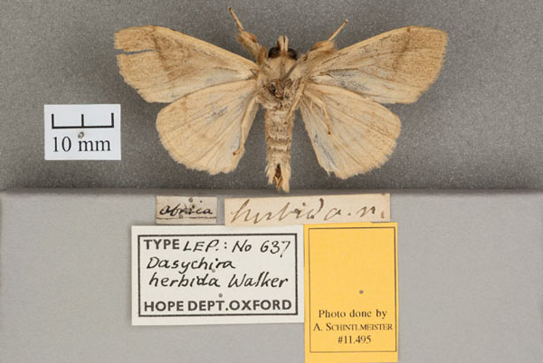 /filer/webapps/moths/media/images/H/herbida_Dasychira_HT_OUMNH_02.jpg