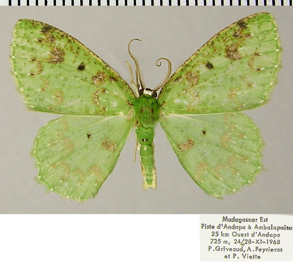 /filer/webapps/moths/media/images/H/herbuloti_Blechroneromia_AM_ZSMa.jpg