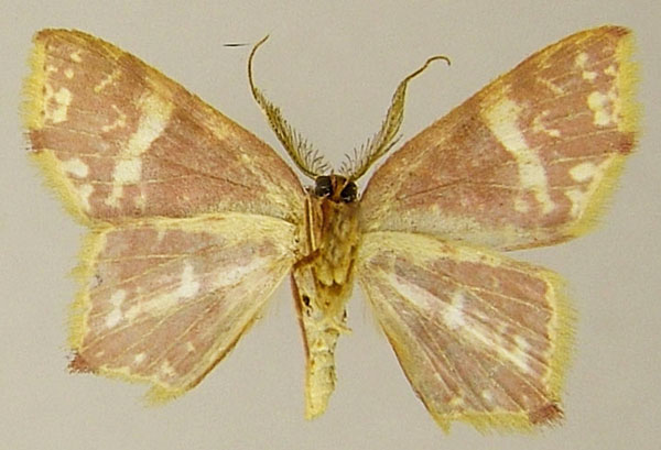 /filer/webapps/moths/media/images/H/herbuloti_Chrysaspeda_AM_ZSMb.jpg