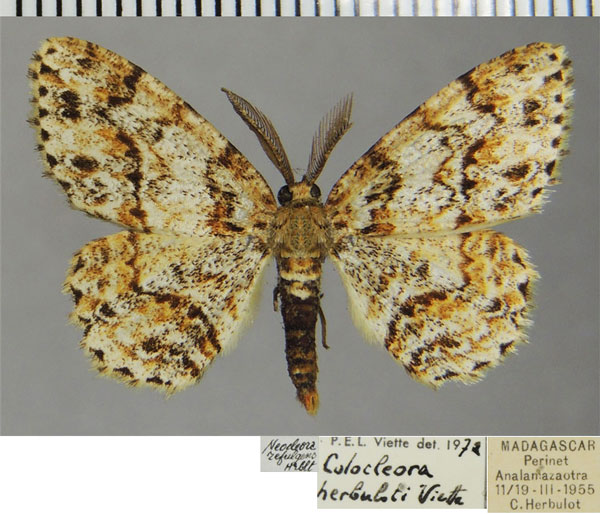 /filer/webapps/moths/media/images/H/herbuloti_Colocleora_AM_ZSMa.jpg